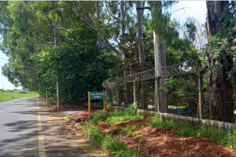foto mostra margens da rodovia, sem calçadas e com árvores que dificultam a passagem de pedestres.