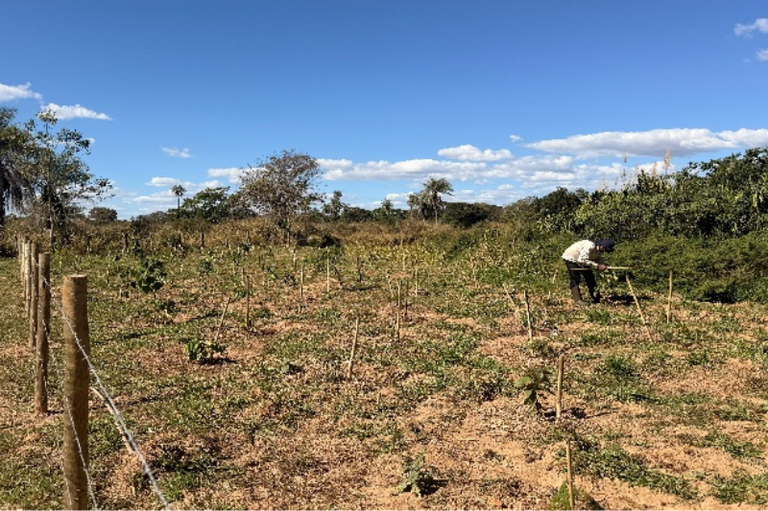 Pessoa trabalhando em uma área rural com várias mudas de plantas apoiadas em estacas de madeira. À esquerda, há uma cerca de arame e, ao fundo, palmeiras e vegetação sob céu azul ensolarado com poucas nuvens.