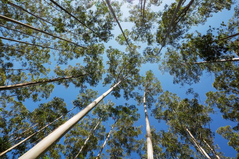 Foto tirada de baixo para cima mostra árvores de eucalipto mostrando as copas das árvores