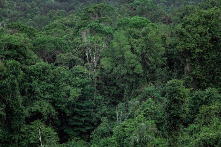Fotografia vista do alto de uma floresta densa com árvores de copas verdes e variadas, com alguns galhos secos e claros em destaque.