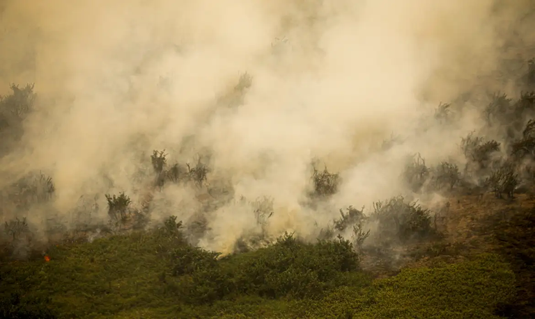 Foto aérea mostra fumaça de queimada em grande quantidade em área verde