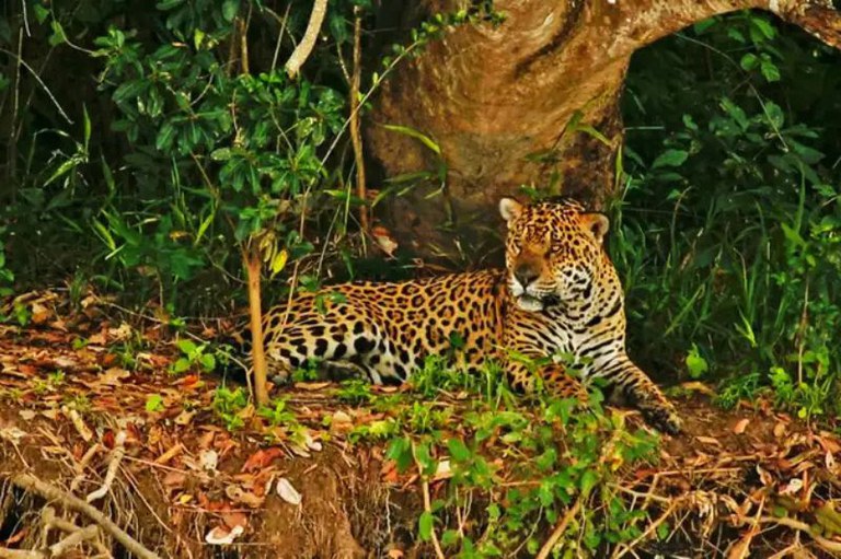 Foto mostra onça-pintada debaixo de uma árvore