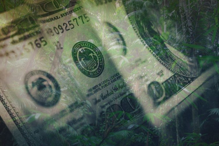 A imagem mostra uma sobreposição de uma nota de dólar com uma floresta tropical. Elementos como vegetação densa e árvores aparecem por trás e através da nota.