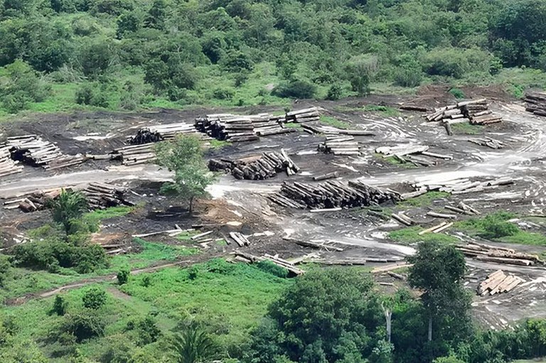 Vista aérea de clareira em mata com pilhas de troncos de árvores cortados sobre terra escura e seca ao lado de vegetação verde.