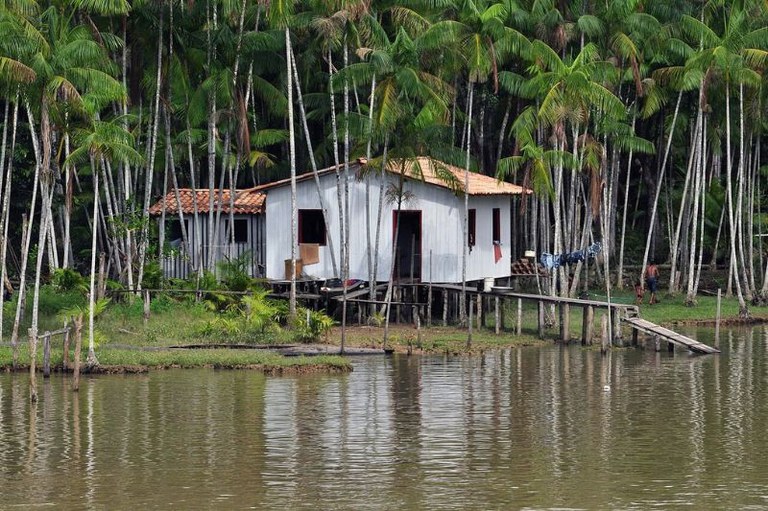 Casa de madeira clara sobre estacas na margem de um rio calmo, cercada por um denso açaizal com troncos finos e altos.