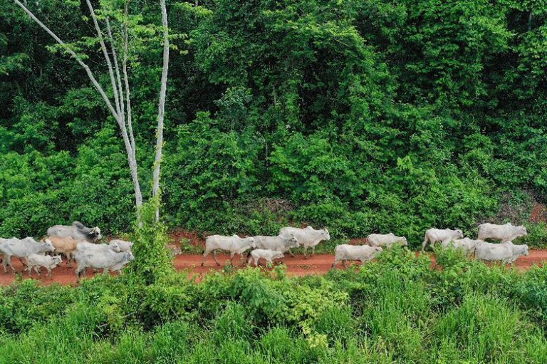Rebanho de gado branco caminhando em fila por uma estrada de terra vermelha, com uma densa parede de floresta verde ao fundo.
