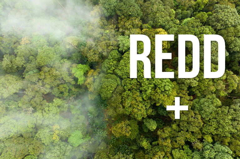 #ParaTodosVerem: Vista aérea de uma densa floresta verde com névoa branca ao lado esquerdo. Centralizado à direita, o texto "REDD" sobrepõe um sinal de adição "+", ambos em letras brancas e em caixa alta.