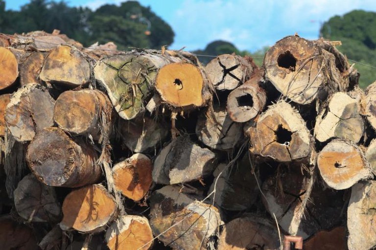 Foto de pilha de toras de madeira cortadas com extremidades circulares expostas, algumas ocas. Fundo desfocado com árvores verdes e céu azul