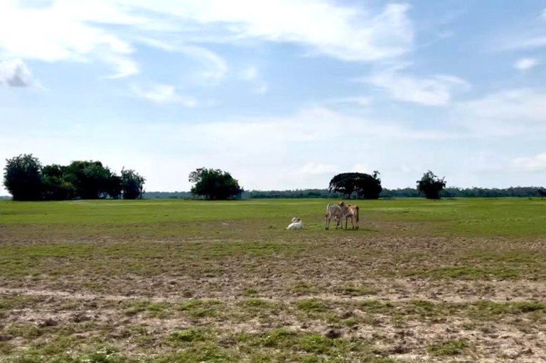 Paisagem plana de campo aberto com solo terroso e gramado verde ao fundo, onde três bois pastam sob céu claro com nuvens brancas.
