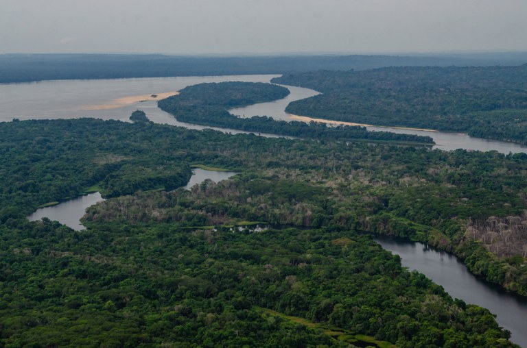 #ParaTodosVerem: A imagem mostra uma floresta vista de cima, com muitas árvores verdes e rios marrons que cortam a paisagem. Um rio maior passa pelo meio, com outros rios menores se juntando a ele.