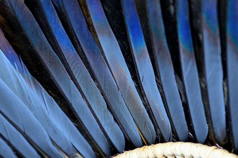Fotografia macro de cocar indígena com penas de pássaro azuis.