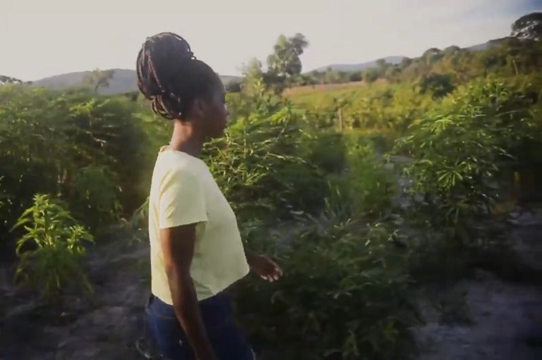 Foto em formato retangular de uma mulher negra de perfil, com cabelo trançado em coque, que caminha por uma plantação de plantas verdes. Ela veste uma blusa amarela clara e calça jeans. Ao fundo, há mais vegetação e colinas sob um céu claro.