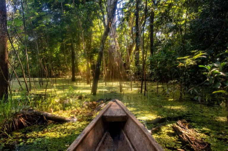 Frente de uma canoa de madeira em água coberta por vegetação verde, cercada por árvores densas iluminadas pela luz do sol.
