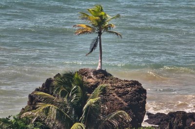 Coqueiro na praia de Tambaba/Foto: MPF