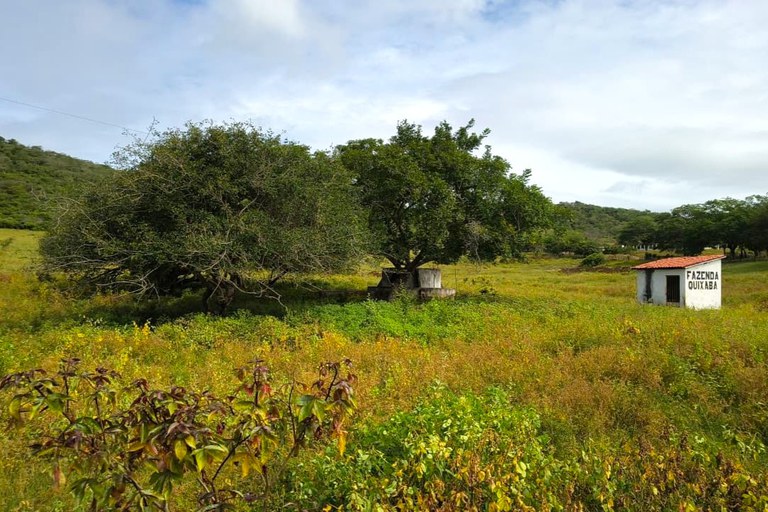 A imagem mostra uma paisagem rural com vegetação verde e amarelada cobrindo o solo. No centro, há duas árvores de copa larga e densa, próximas a uma pequena estrutura de concreto que parece um poço ou reservatório. À direita, vê-se uma casinha branca com telhado de telhas vermelhas, onde está escrito FAZENDA QUIXABA Ao fundo, há colinas cobertas por vegetação e um céu parcialmente nublado