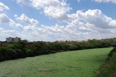 Foto dos aguapés no Rio Poti, em Teresina, no Piauí.