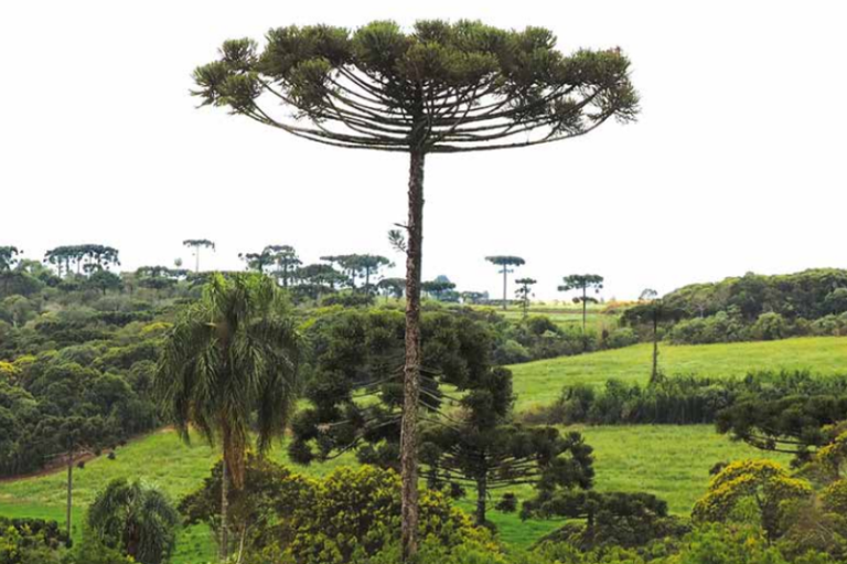 Foto mostra parte da floresta de araucárias da Terra Indígena Mangueirinha