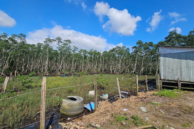 Imagem das margens de um manguezal com lixo