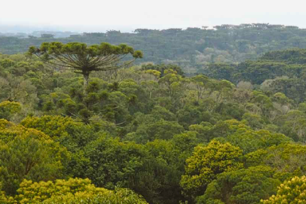 Foto mostra vista panorâmica de um trecho com floresta densa na TI Mangueirinha, com coloração verde escura. A paisagem é dominada por árvores de diversas alturas, com destaque para uma araucária elevando-se sobre as demais.
