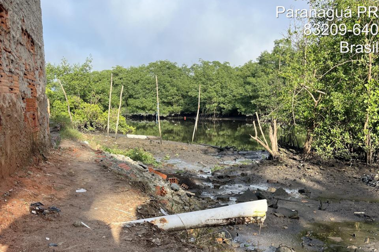 Foto mostra despejo de esgoto em área de manguezal