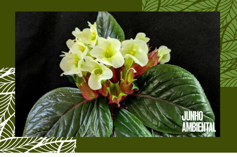 Foto mostra a planta com a flor branca e bracteas vermelhas