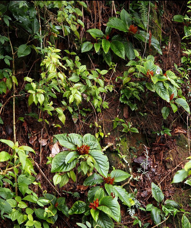 Sinningia-helleri-in-situ-Miguel-Pereira-RJ_Dave-Zaitlin.jpg