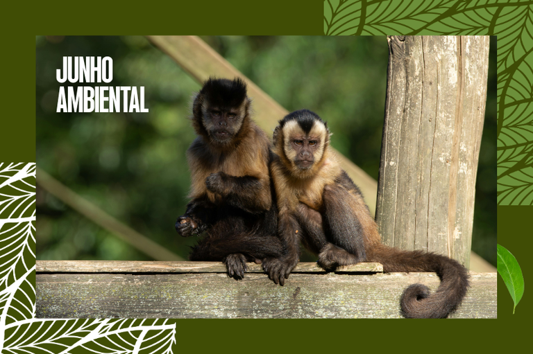 Dois macacos-prego sentados lado a lado sobre uma estrutura de madeira, cercados por uma moldura verde com folhagens e o texto "JUNHO AMBIENTAL".