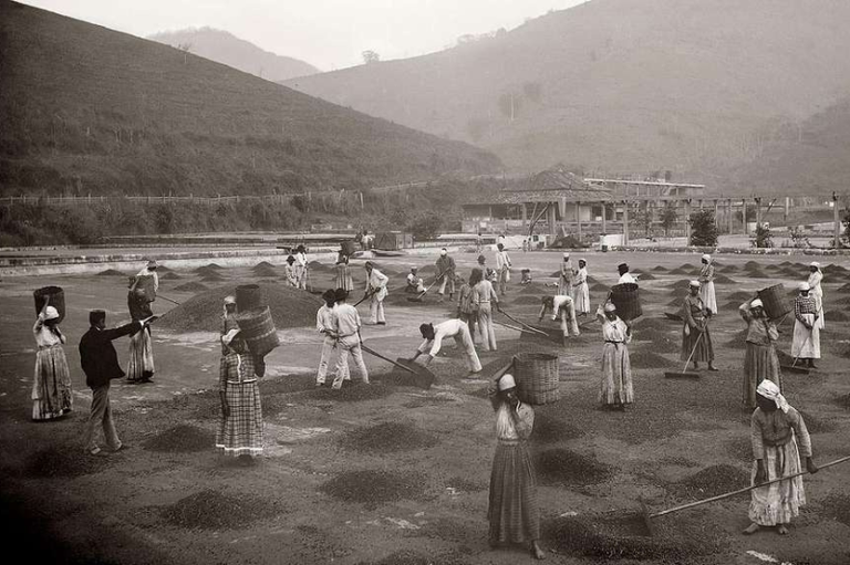 Foto em preto e branco mostra homens e mulheres escravizados em plantação de café no Vale do Paraíba