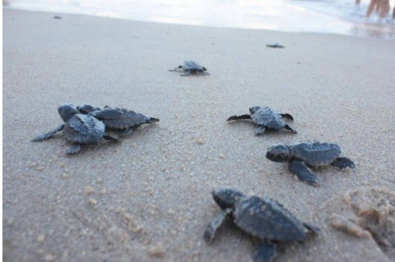 Foto mostra a soltura de filhotes de tartarugas marinhas