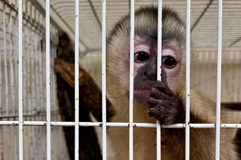 Fotografia de um macaco-prego em uma gaiola no Cetas do RJ.