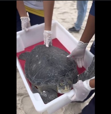 tartaruga_RJ.jpg