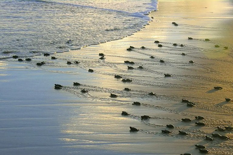 A imagem captura um momento poético e vital da natureza: dezenas de pequenas tartarugas-marinhas recém-nascidas cruzando a areia úmida de uma praia em direção ao oceano. Sob a luz suave do amanhecer ou entardecer, que banha a cena em tons dourados e azulados, os filhotes deixam para trás rastros lineares e delicados na areia lisa, criando uma textura visual única. Ao fundo, a espuma branca de uma onda suave beija a orla, representando o destino final e o início da jornada de sobrevivência desses animais, em um cenário que transmite tanto a fragilidade da vida quanto a força do instinto natural.
