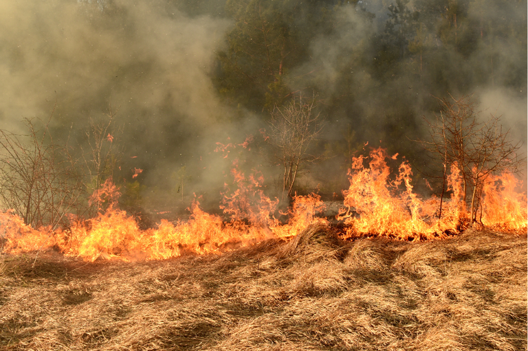 Foto mostra uma linha de fogo avançando sobre vegetação rasteira seca, com uma densa cortina de fumaça subindo em frente a uma área de mata ao fundo.