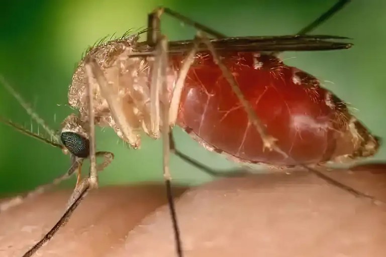 Foto em close do inseto Culicoides paraensis, conhecido como maruim ou mosquito-pólvora, pousado na pele de uma pessoa.