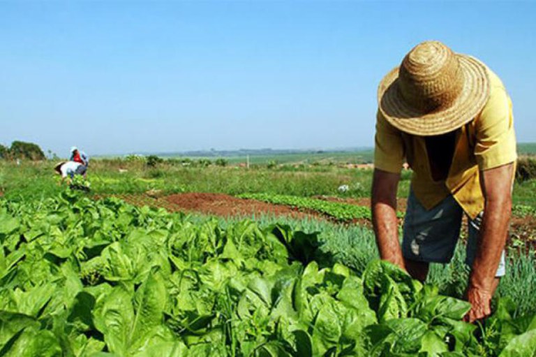 imagem de uma plantação de verduras e pessoas na colheita