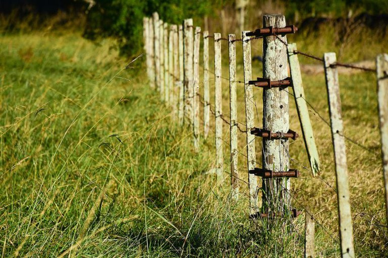 Foto de um pasto com mato verde e uma cerca de arame no meio