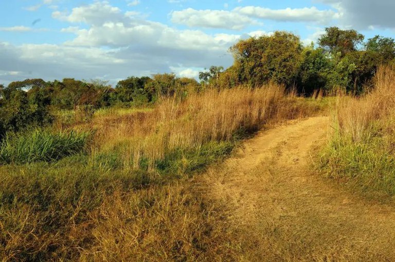 Foto mostra estrada de chão de um ambiente rural