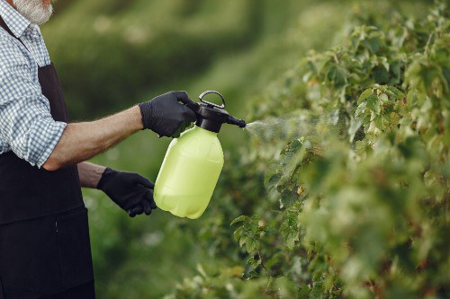 Homem de avental preto pulverizando vegetais no jardim com herbicidas (Foto:prostooleh/Freepik)