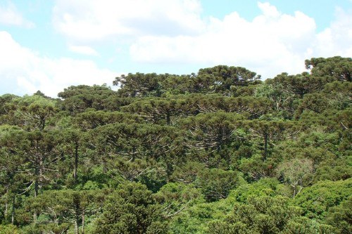 Foto mostra uma floresta de araucárias