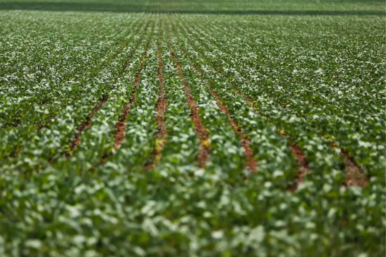 Foto de uma plantação de soja