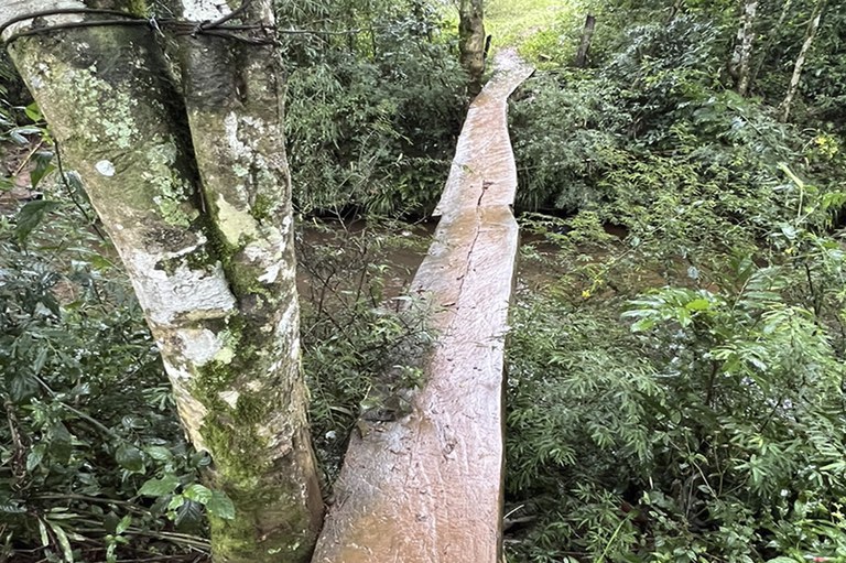 A imagem retrata uma travessia rústica e estreita sobre as águas barrentas do rio Peperi-Guaçu, na região de Dionísio Cerqueira (SC), composta por longas pranchas de madeira desgastadas que se estendem em direção à margem oposta. Cercada por uma vegetação densa e vibrante de Mata Atlântica, a estrutura improvisada — que remete ao conceito de uma ponte pênsil simplificada ou pinguela — é fixada de forma artesanal, com arames farpados visíveis amarrados ao tronco de uma árvore em primeiro plano. O cenário transmite uma atmosfera de isolamento e aventura, evidenciando os desafios de mobilidade em áreas rurais de fronteira, onde a travessia exige equilíbrio e integração direta com a natureza exuberante do entorno.