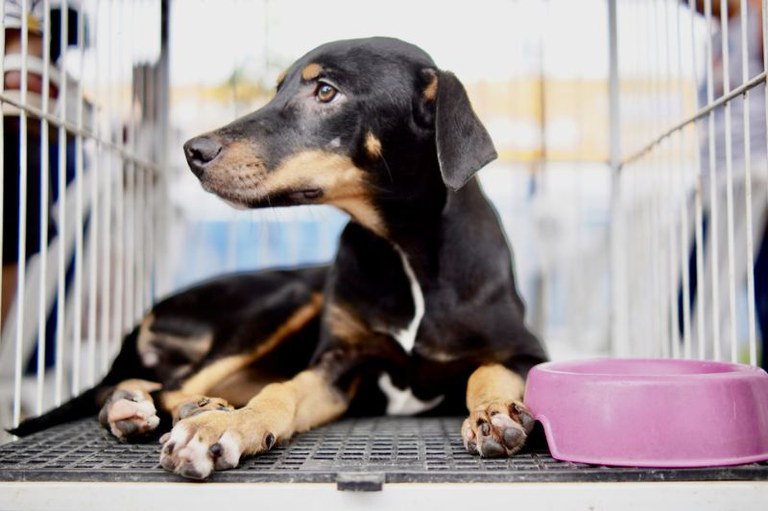 Cachorro preto e caramelo com manchas brancas deitado em uma gaiola de metal, olhando para a esquerda, com uma tigela rosa ao seu lado.