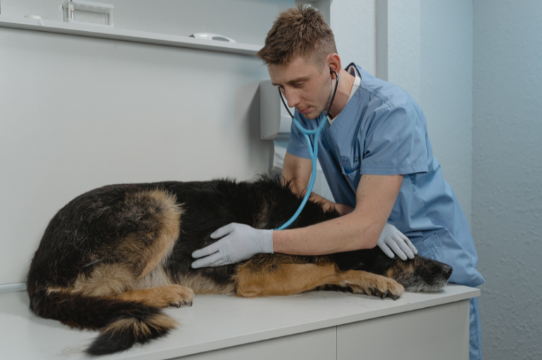 Veterinário de uniforme azul e luvas examina com estetoscópio um cão grande de pelagem preta e caramelo deitado em uma mesa de atendimento clínico.