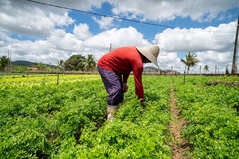 A imagem mostra um trabalhador rural em uma plantação verde, sob céu azul com nuvens. Ele veste camiseta vermelha, bermuda roxa e chapéu de palha, e está curvado, cuidando das plantas.