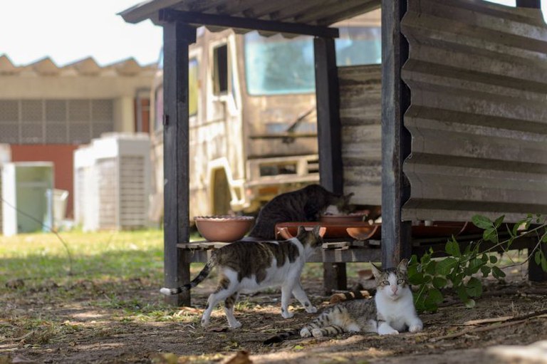 Foto mostra três gatos perto de uma casinha