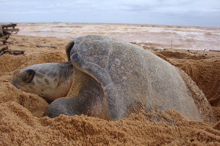 Foto mostra uma tartaruga oliva desovando em uma praia