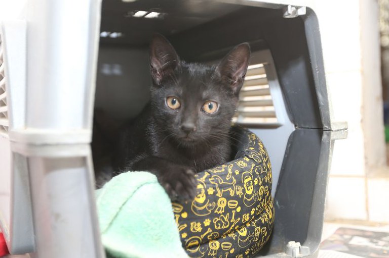 Imagem de um gato preto olhando dentro de uma casinha de plástico