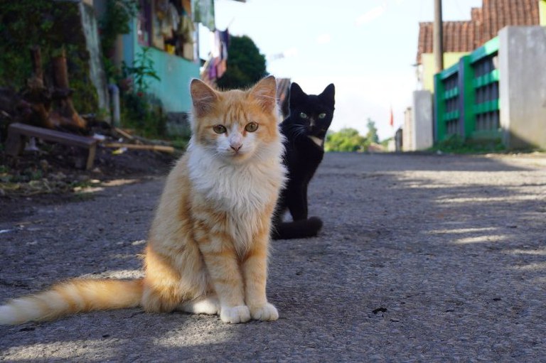 Dois gatos em uma rua pavimentada residencial. Em primeiro plano, um gato peludo de cor amarelo-escura e branca está sentado olhando para a câmera. Logo atrás, um gato inteiramente preto também observa na mesma direção. O fundo mostra casas simples nas laterais sob a luz do dia.