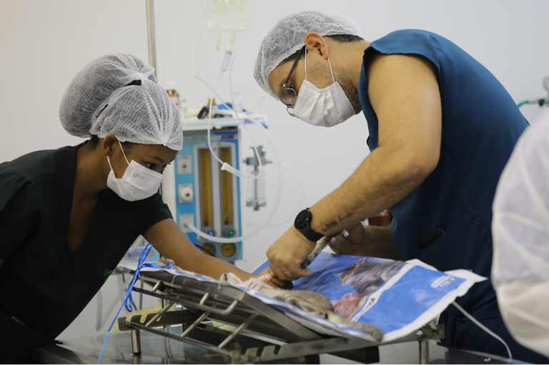 Dois veterinários, um homem e uma mulher, em vestes cirúrgicas, toucas e máscaras, realizam um procedimento em um animal (possivelmente um gato ou um pequeno cão) deitado em uma mesa cirúrgica. Equipamentos médicos e soros estão visíveis ao fundo, sugerindo um Hospital Veterinário Universitário (HVU) ou centro cirúrgico.