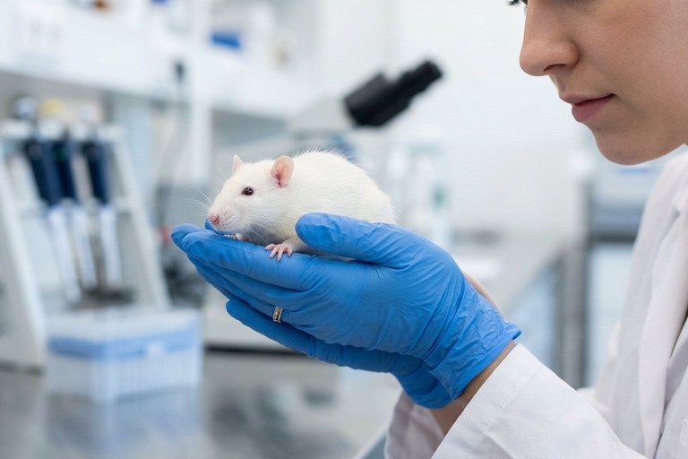 Uma pessoa cientista, vestindo jaleco branco e luvas de procedimento azuis, segura delicadamente um pequeno rato branco de laboratório com as duas mãos espalmadas. Ela está de perfil, observando o animal atentamente. Ao fundo, em tom desfocado, observa-se o ambiente claro e organizado de um laboratório, com equipamentos científicos como um microscópio e pipetadores.